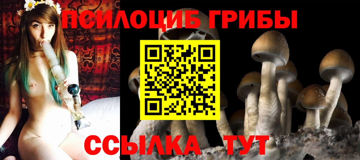 Шатура  Галлюциногенные грибы Psilocybe  Вход с VPN 